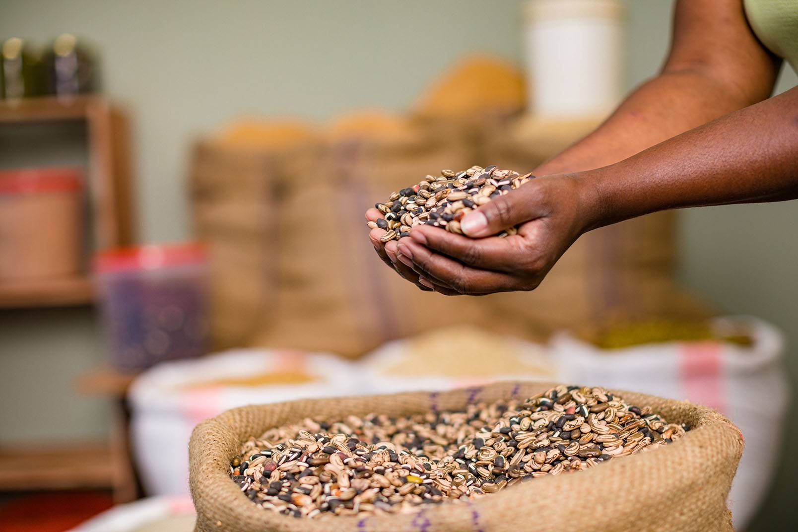 Hands holding dried beans above an open sack of grain.